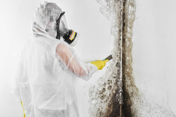 Best Toxic Mold Removal  in Greenville, DE