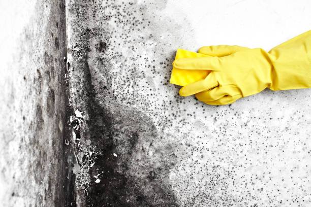 Best Mold Removal Process  in Greenville, DE