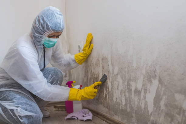 Mold Removal Process in Greenville, DE