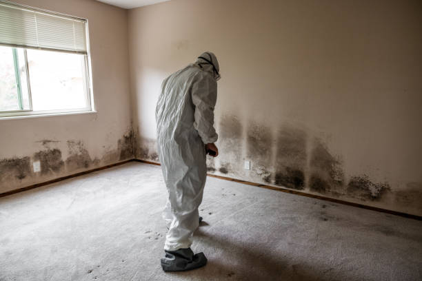 Best Certified Mold Removal  in Greenville, DE