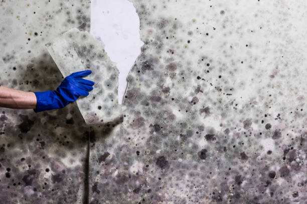 Best Affordable Mold Removal  in Greenville, DE