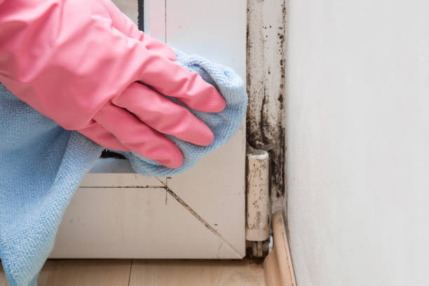 Best Mold Damage Repair  in Greenville, DE